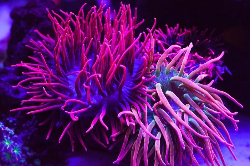 Salzmischungen für die Aquaristikbranche